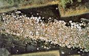 Early medieval road from Menzlin (after: H. J�–NS, Fr�¼hst�¤dte. AID 4/2000, 22-27).
